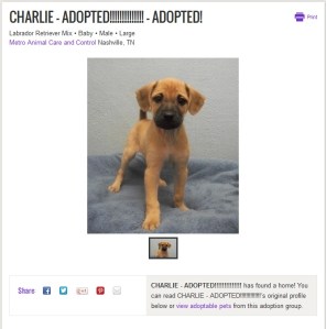 No longer an adoptable