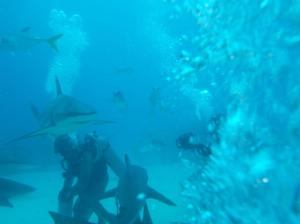 Shark diving with the legendary Cristina Zenato