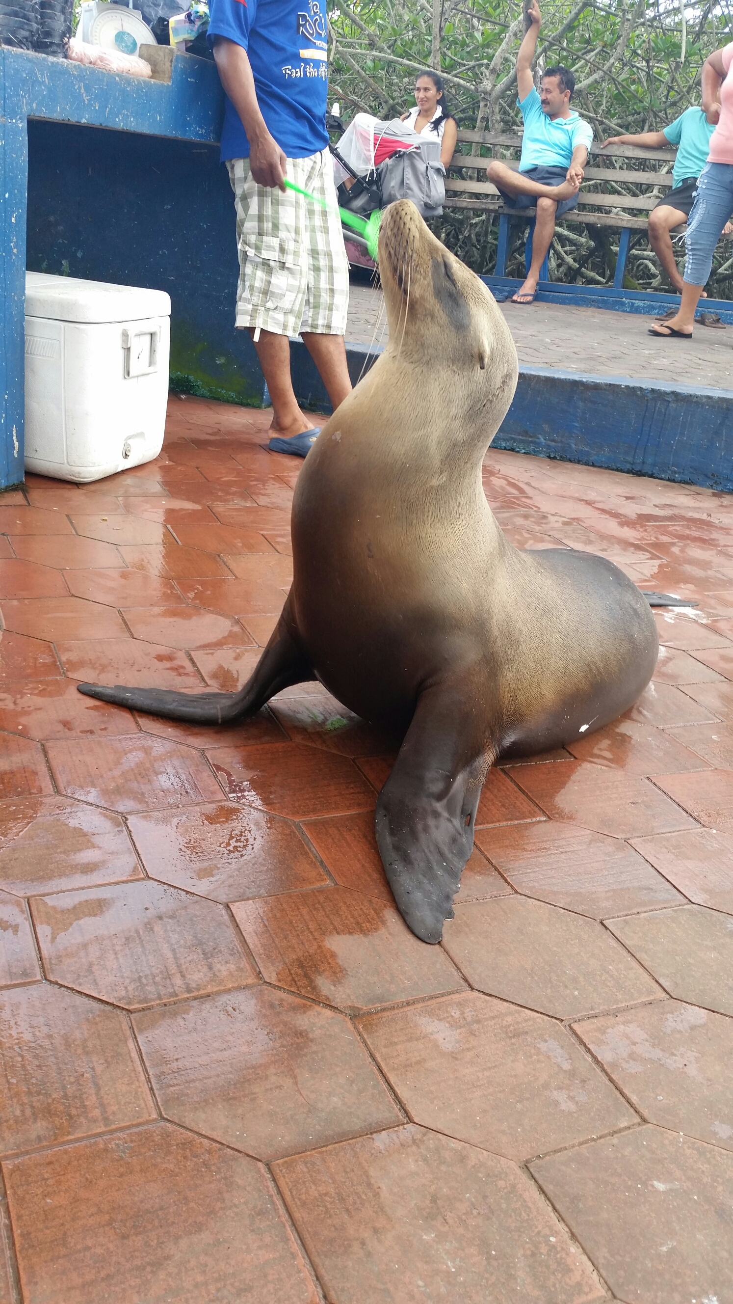 karol hernandez image