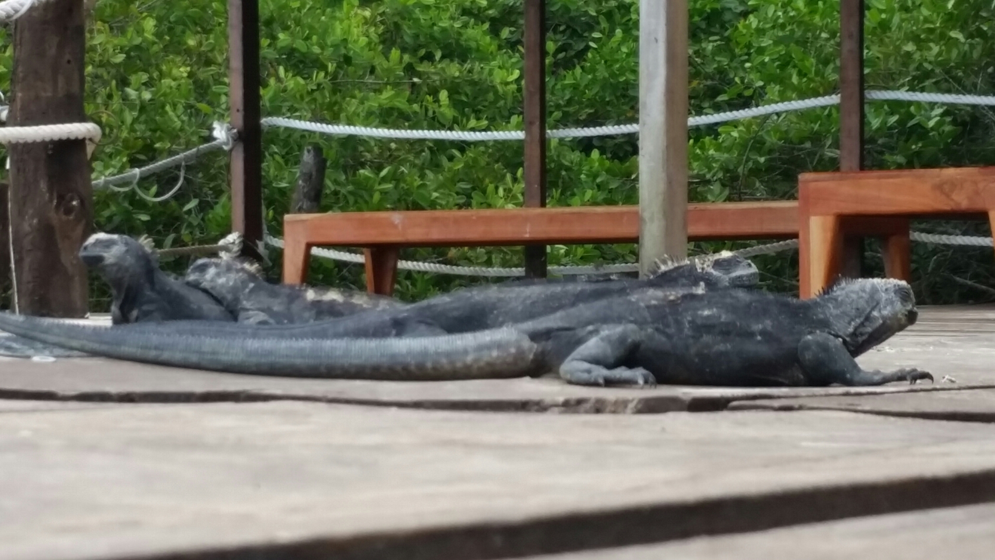 karol hernandez image