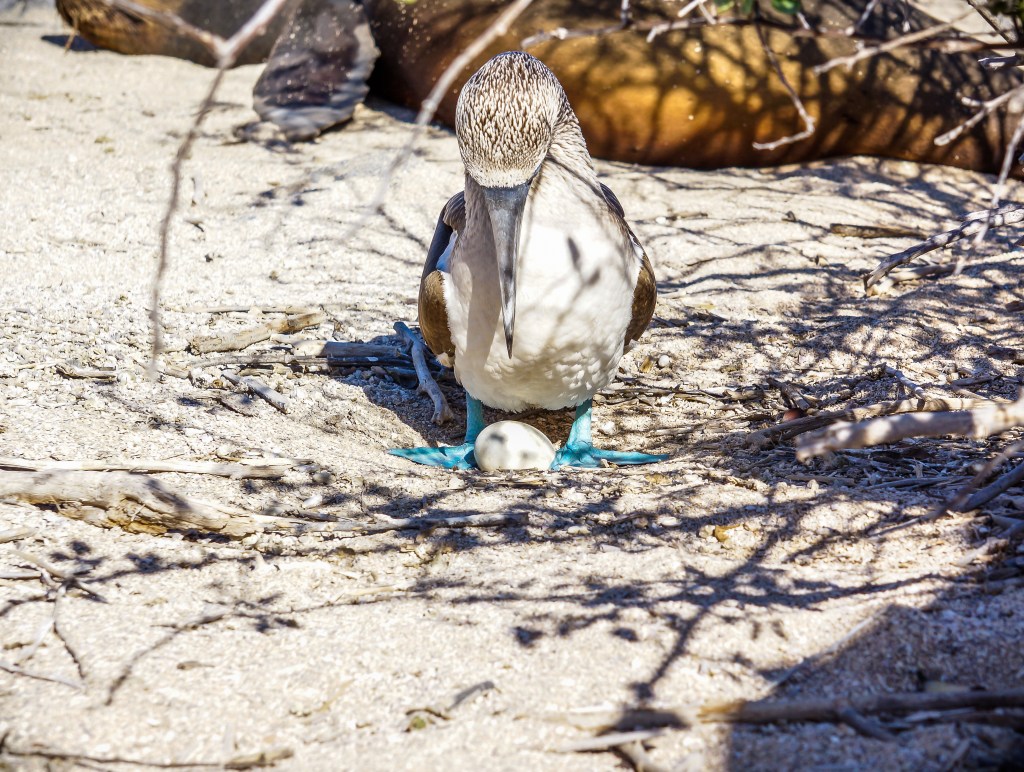Blue footed boobie Galapagos